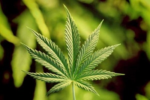 Лечение зависимости от марихуаны